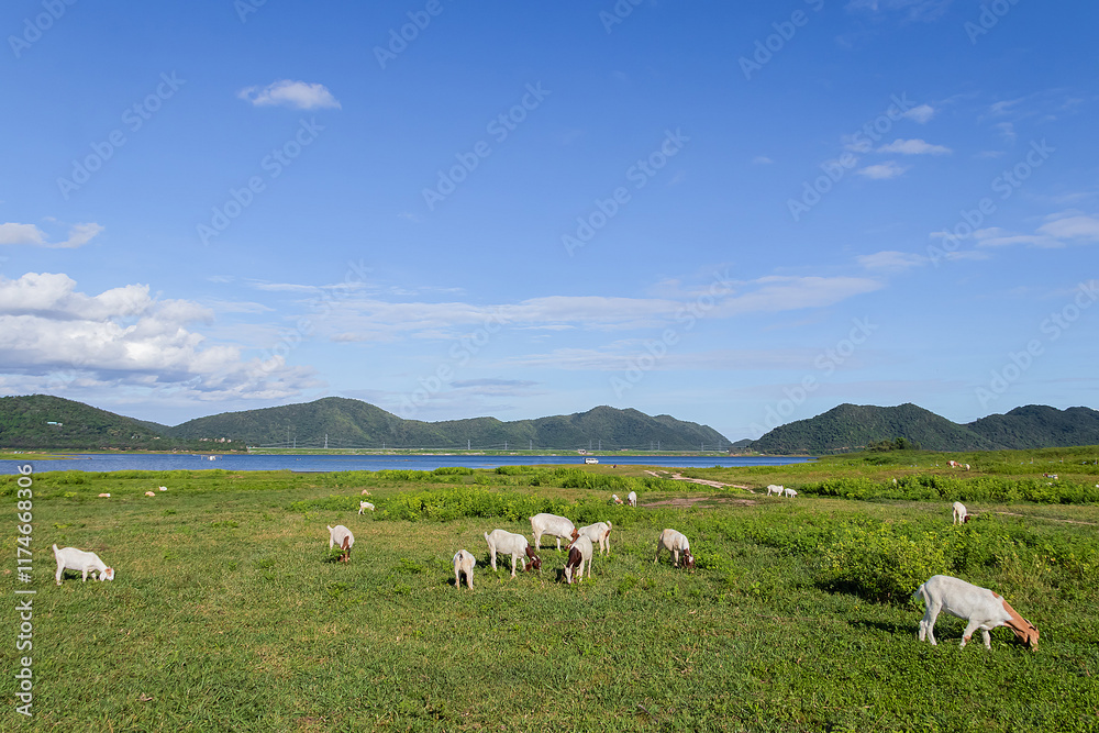 The large herd of goats is grazing in the lush green meadow on a bright sunny day. The large herd of goats is grazing in the lush green meadow on a bright sunny day.