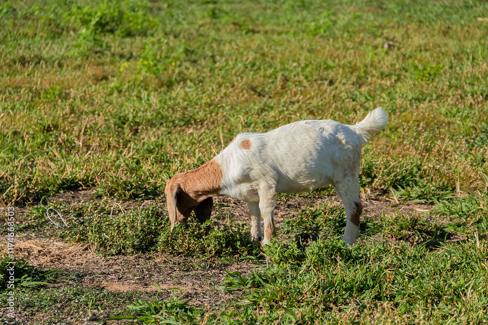 Close up of white local goat standing in the meadow. Close up of white local goat standing in the meadow.