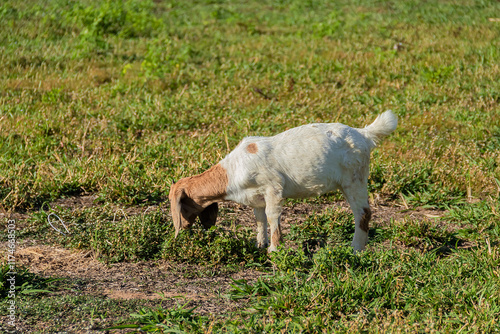 Close up of white local goat standing in the meadow. photo