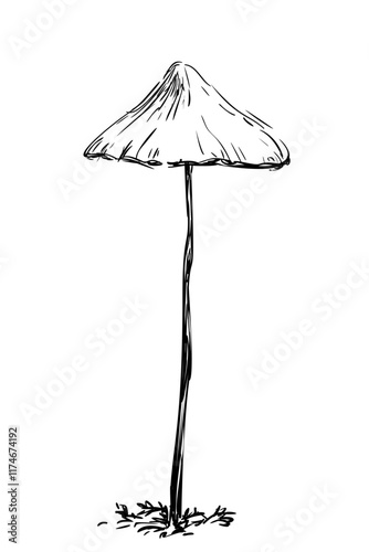 Mushroom with a fragile triangular cap on a long thin stem Hand drawn illustration realistic, Vector sketch isolated