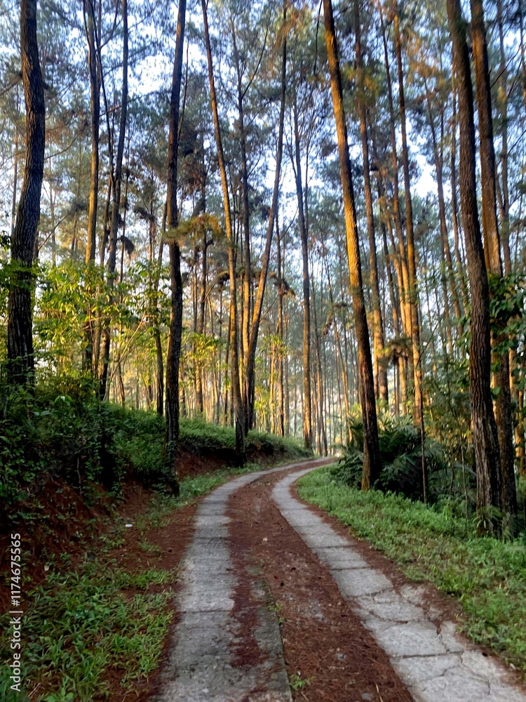 Fototapeta premium path in autumn forest