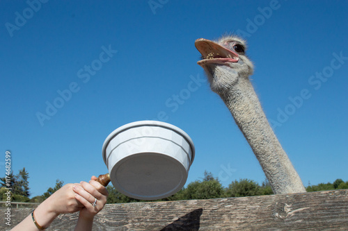 Ostrich eating pellets at farm