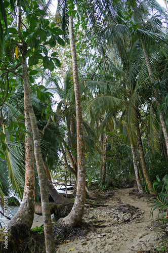 Coconut tree