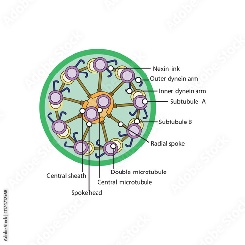 A diagram of cilia and flagella structure - simple schematic illustration - showing subtubule, dyenin arms, radial spoke etc. skeletal structure diagram. compound molecule scientific illustration.