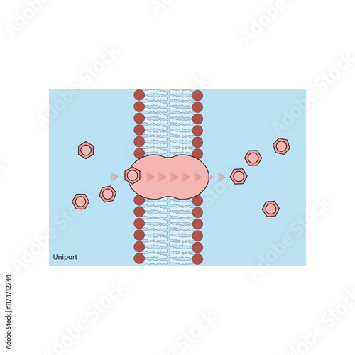 A diagram of Uniport transport via a membrane - simple schematic illustration. skeletal structure diagram. compound molecule scientific illustration.