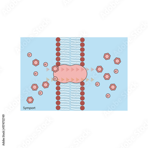 A diagram of Symport transport via a membrane - simple schematic illustration. skeletal structure diagram. compound molecule scientific illustration.