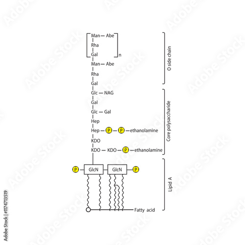 Diagram of Salmonella LPS - lipopolysaccharide - simplified  illustration showing Lipid A, Core polysaccharide and O side chain. skeletal structure diagram. compound molecule scientific illustration.