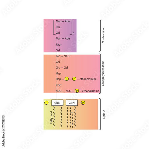 Diagram of Salmonella LPS - lipopolysaccharide - simplified  illustration showing Lipid A, Core polysaccharide and O side chain. skeletal structure diagram. compound molecule scientific illustration.