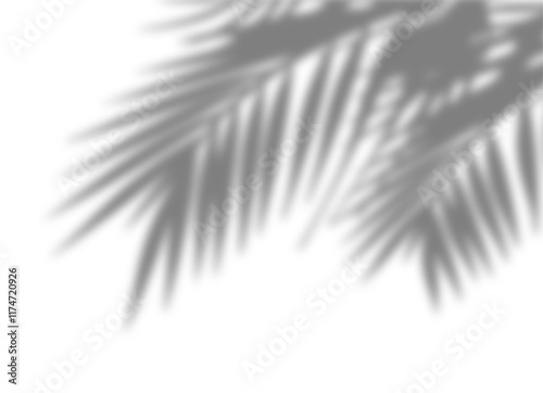 Palm tree branches shadow overlay. Tropical shadow overlay effect isolated on transparent background