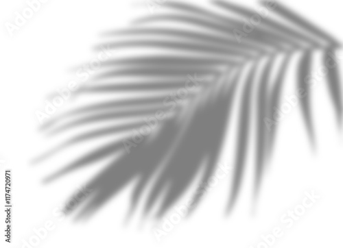 Palm tree branches shadow overlay. Tropical shadow overlay effect isolated on transparent background