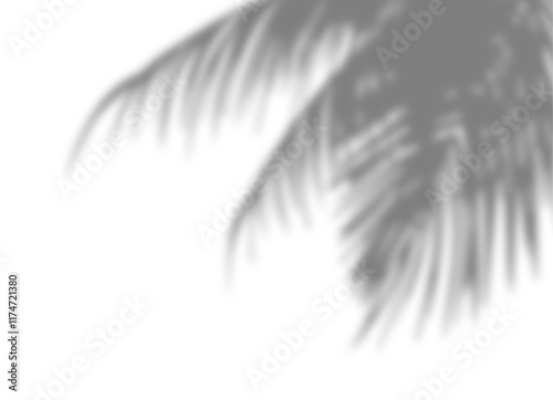 Palm tree branches shadow overlay. Tropical shadow overlay effect isolated on transparent background