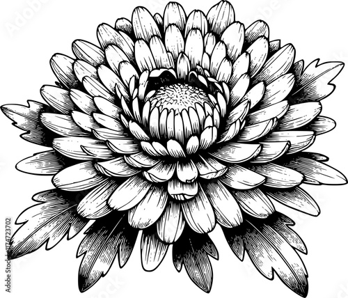 black and white aster flower, aster flower lineart