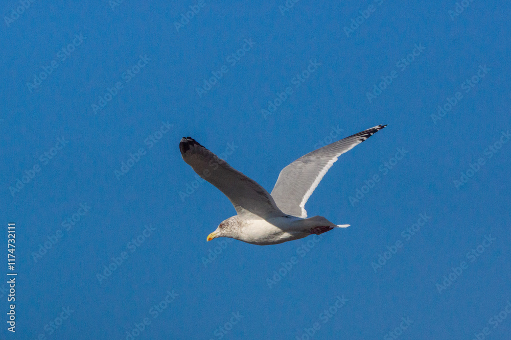 セグロカモメ！
大型のカモメです。
冬になると越冬のため北から渡ってきます。
この子はまだ完全に成鳥になっていない若めの個体。