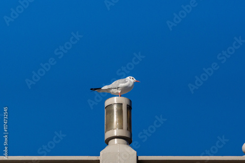 ユリカモメ！
小型のカモメです。東京の都民の鳥に指定されていますが、冬に北から越冬のために渡ってくるため、通年で見られるわけではありません。