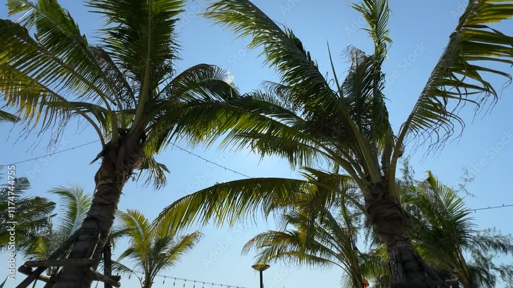 Tropical Paradise: Palm Trees Swaying in the Breeze Tropical Paradise: Palm Trees Swaying in the Breeze