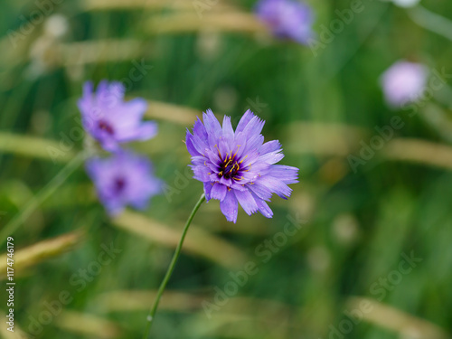 Catananche caerulea in garden close up photo