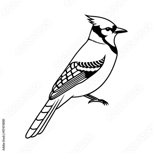 blue jay bird Vector Style silhouette Art Design photo