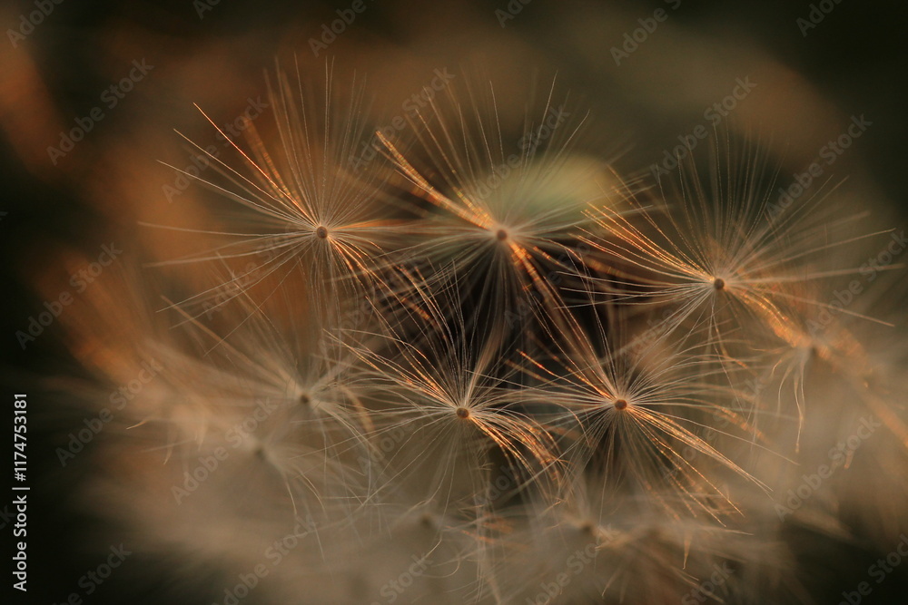 Obraz premium particolare di un fiore di dente di leone