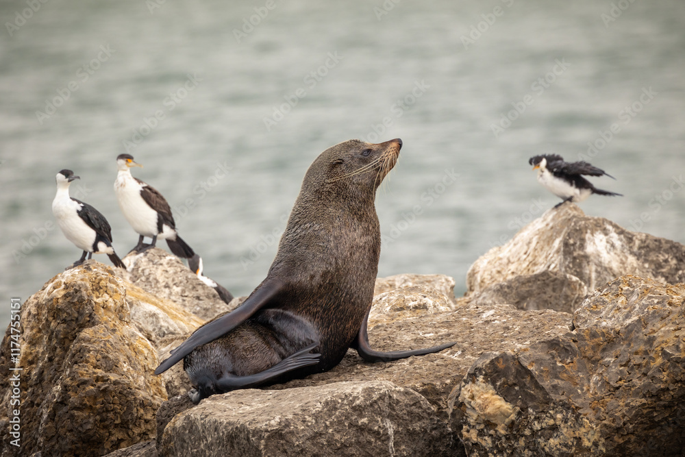 Fototapeta premium A relaxed Australian fur seal basking on a rock on a pier while surrounded by Pied and black faced cormorant sea birds perched on the rocks at Stansbury on the Yorke Peninsula in South Australia.