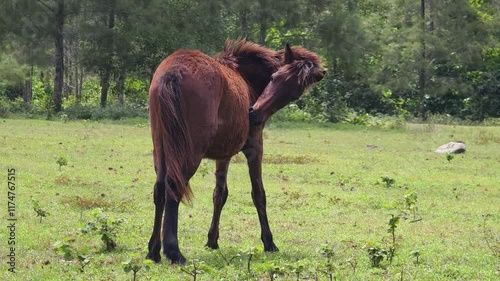 Wallpaper Mural Beautiful horses live together in a stall on a rural farm Torontodigital.ca