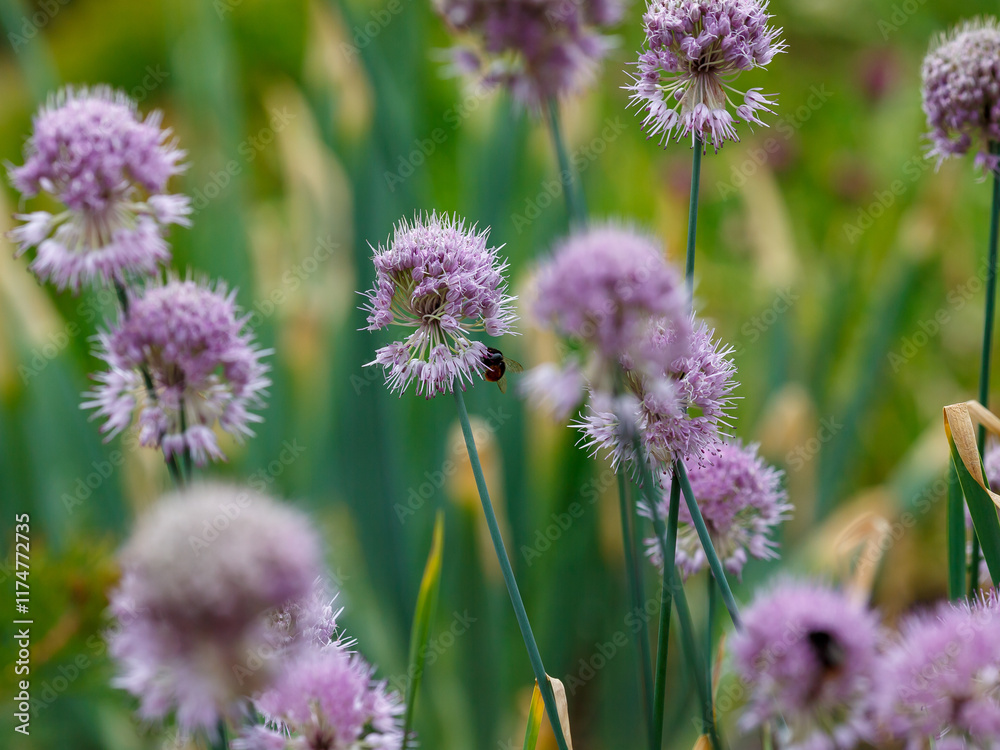 Allium hymenorhizum is a perennial herbaceous plant, a species of the genus Onion ( Allium ) of the Onion family ( Alliaceae ) Allium hymenorhizum is a perennial herbaceous plant, a species of the genus Onion ( Allium ) of the Onion family ( Alliaceae )