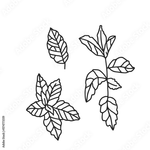 Mint doodle culinary herb. Vector hand drawn illustration isolated on white background.