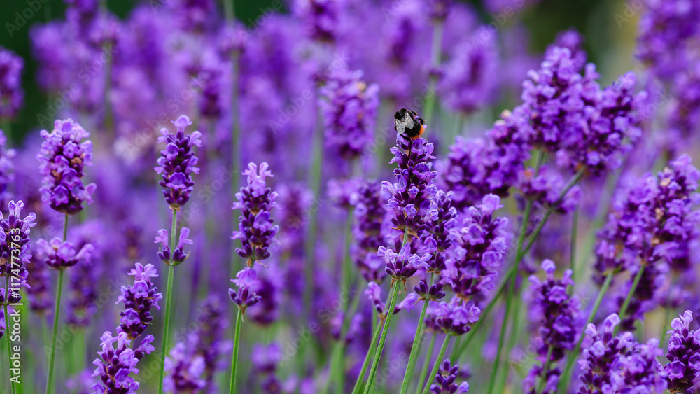 Lavender is a fragrant plant that attracts bees and insects. Bee-friendly plant. Floral background or banner Lavender is a fragrant plant that attracts bees and insects. Bee-friendly plant. Floral background or banner