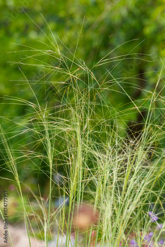 Feather grass ( Latin-Stipa ) is a genus of perennial monocotyledonous herbaceous plants from the family Poaceae