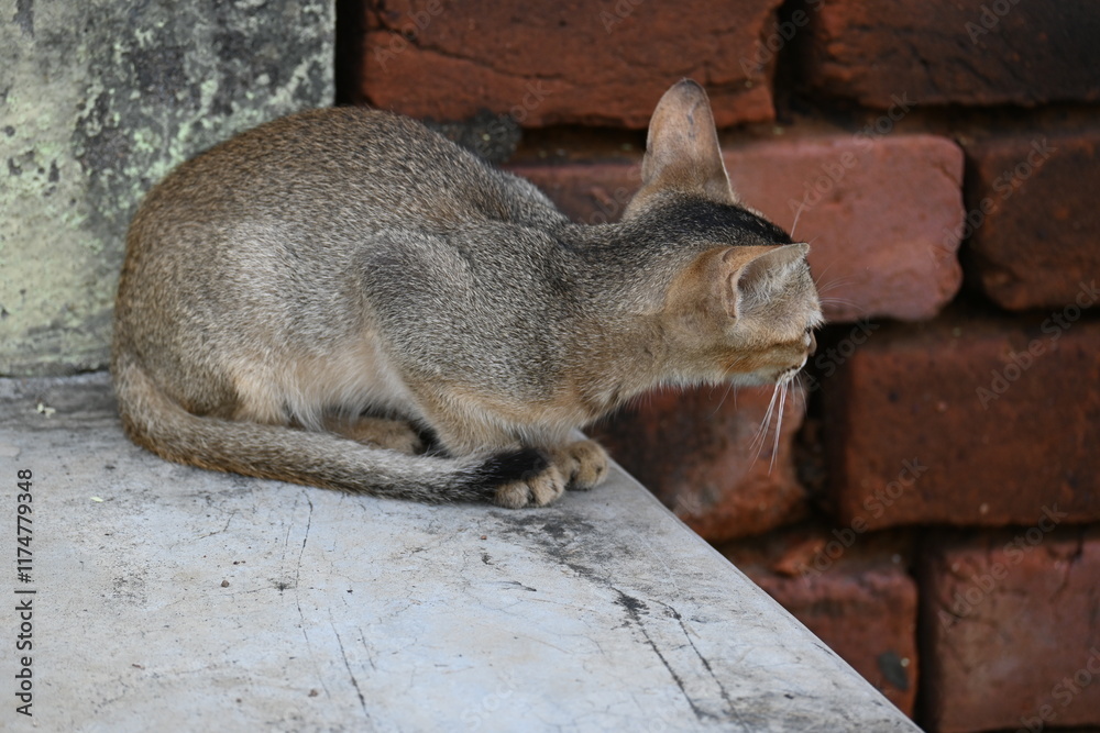 Wild Small brown cat. Cats are independent, curious felines known for their soft fur, graceful movements, and playful personalities. They are skilled hunters.