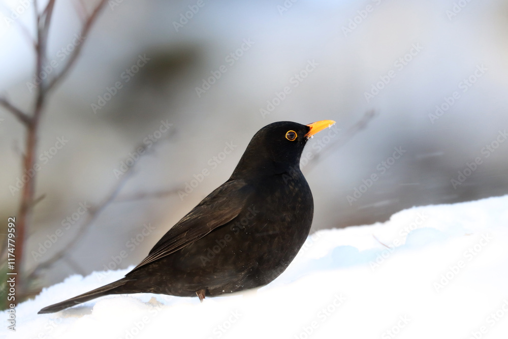 Fototapeta premium Blackbird,