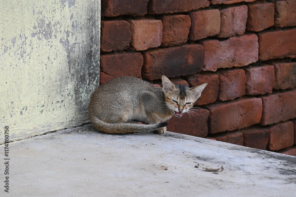 Naklejka premium Wild Small brown cat. Cats are independent, curious felines known for their soft fur, graceful movements, and playful personalities. They are skilled hunters.
