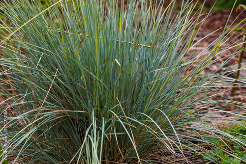 Festuca glauca Festina in garden.Glaucous fescue is an ornamental groundcover with narrow, linear glaucous foliage photo