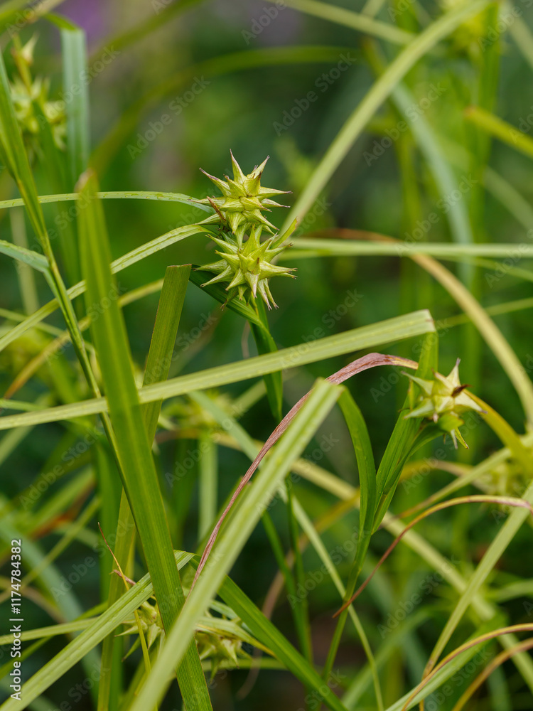 Gray's sedge (Carex grayi) is a perennial herbaceous plant, a species of the genus Sedge (Carex) of the Cyperaceae family Gray's sedge (Carex grayi) is a perennial herbaceous plant, a species of the genus Sedge (Carex) of the Cyperaceae family