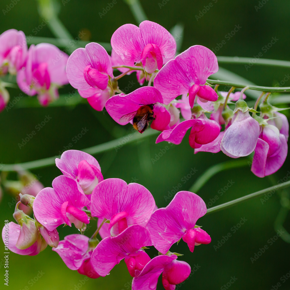 Fototapeta premium Blossom of lathyrus in the garden. Lovely sweet pea flowers on green background
