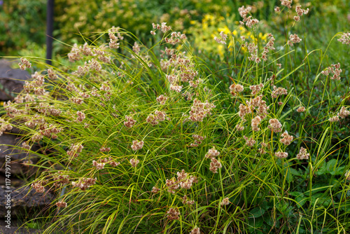 Luzula nivea, commonly known as snow-white wood-rush, snowy wood-rush and lesser wood-rush