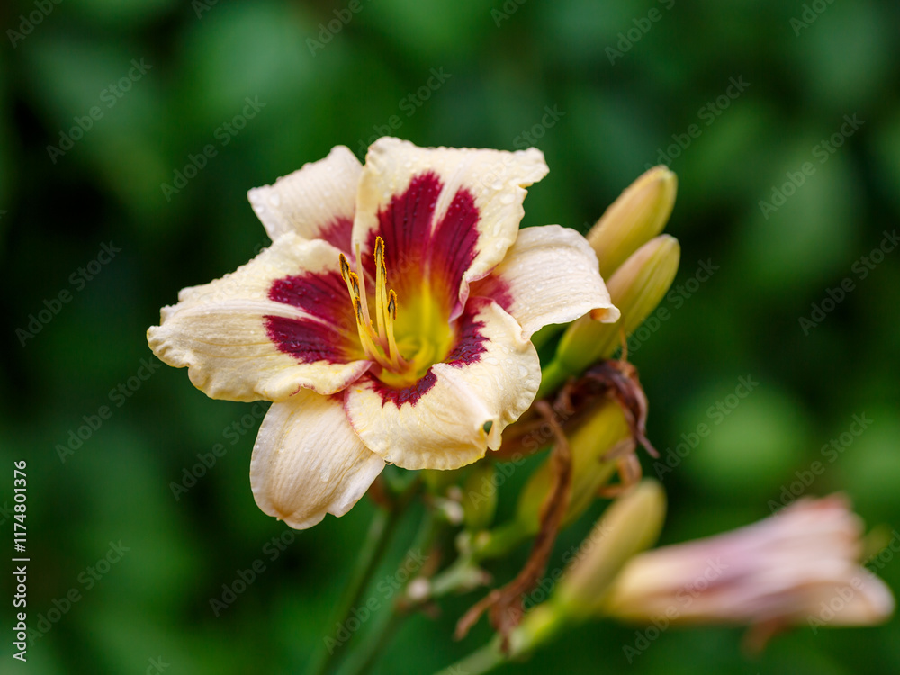 Fototapeta premium Hemerocallis hybrid Moonlit Masquerade blooms in garden
