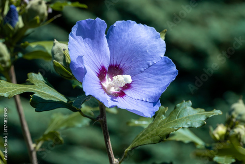 Purple hibiscus flower outdoor in sunny backyard.