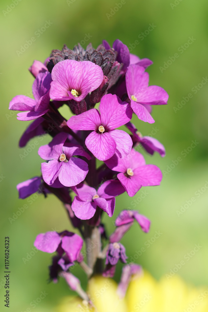 Closeup on the bright pink flowers of the English Wallflower, Erysimum cheiri against a green background Closeup on the bright pink flowers of the English Wallflower, Erysimum cheiri against a green background