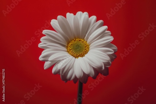 Single White Flower on Red Background