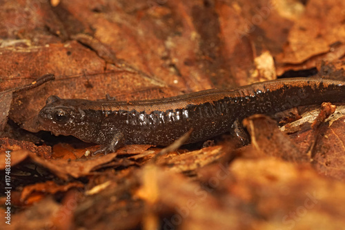 Closeup on a juvenile Siberian salamander, Salamandrella keyserlingii on dried leafs photo