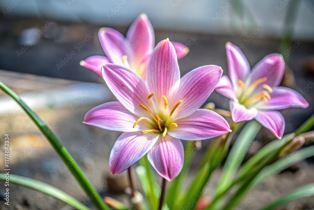 Tilt-shift photography transforms Zephyranthes rosea—rosy rain lily—into a whimsical miniature flower scene. Tilt-shift photography transforms Zephyranthes rosea—rosy rain lily—into a whimsical miniature flower scene.