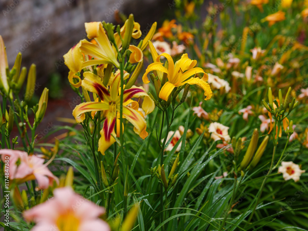 Fototapeta premium Hemerocallis Free Wheelin blooms in garden