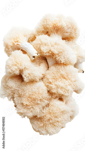 Cluster of Lion's Mane Mushrooms Isolated On A White Background, PNG Transparent