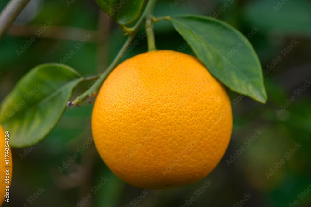 Bright orange fruit hanging from a leafy branch in a lush garden on a sunny day Bright orange fruit hanging from a leafy branch in a lush garden on a sunny day