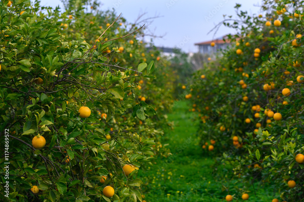 Lush grove brimming with vibrant orange trees under a cloudy sky in the afternoon light Lush grove brimming with vibrant orange trees under a cloudy sky in the afternoon light