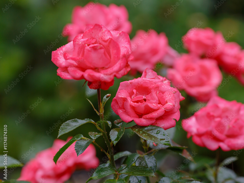 Fototapeta premium Rosa floribunda, Bella Rosa variety in the garden