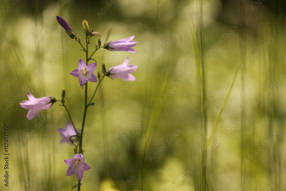 fiore di campanula in un prato fiore di campanula in un prato