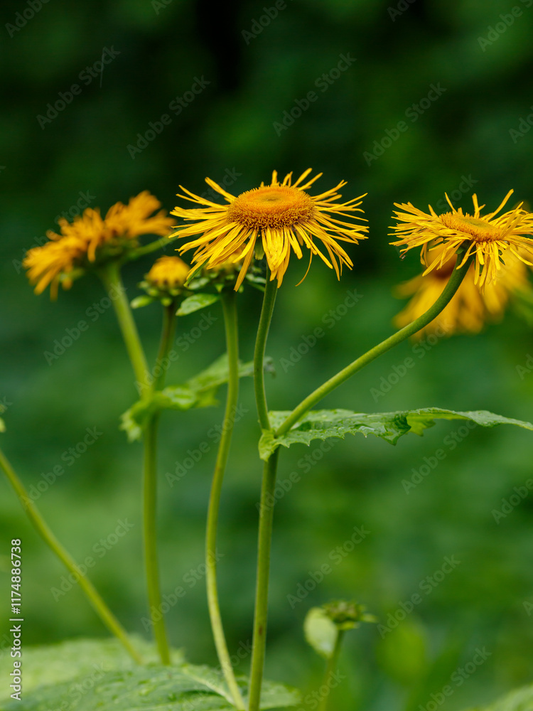 Elecampane ( Latin- Inula helenium ) is a species of perennial plant of the genus Elecampane ( Inula ) Elecampane ( Latin- Inula helenium ) is a species of perennial plant of the genus Elecampane ( Inula )