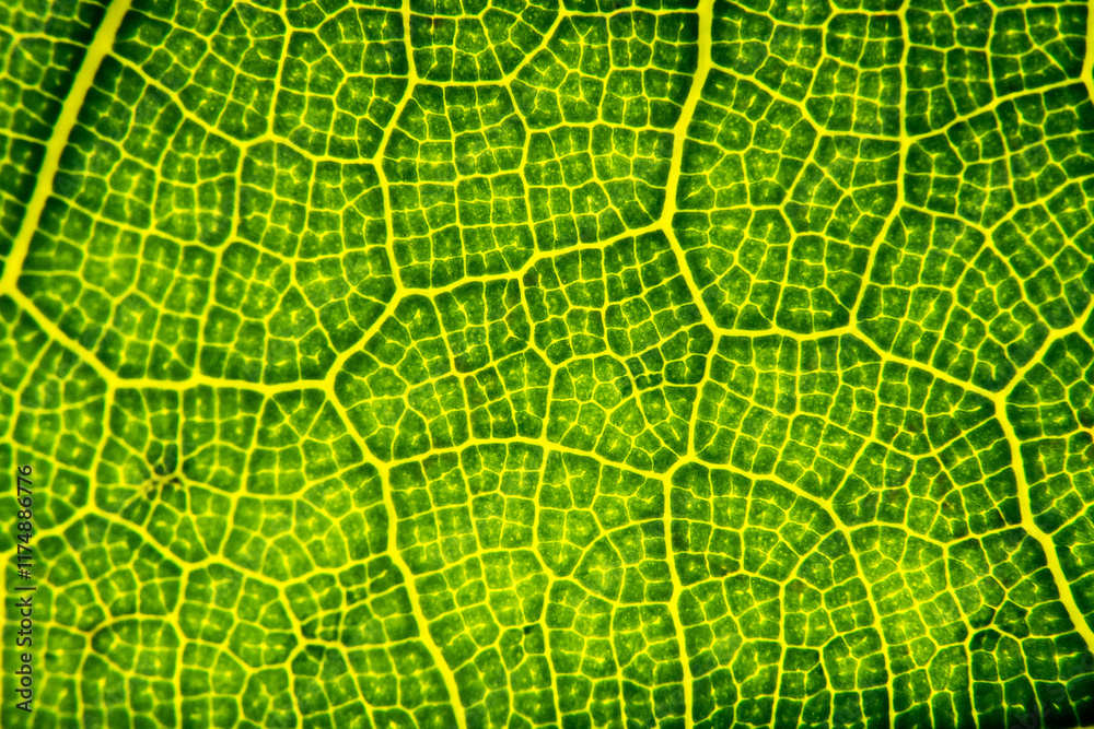 Green leaf in high optical zoom. Oxygen production, green energy, ecology and environment.