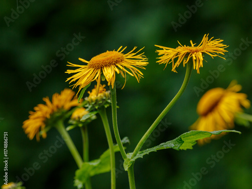 Elecampane ( Latin- Inula helenium ) is a species of perennial plant of the genus Elecampane ( Inula ) photo